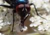 Protocalliphora sp.